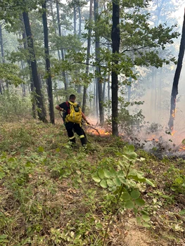 Incendiu de vegetație Foto ISUMehedinti (4) jpg