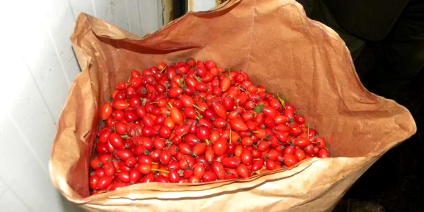 macese prahova