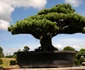Jardins du Monde Royan foto lucian muntean 0034 JPG