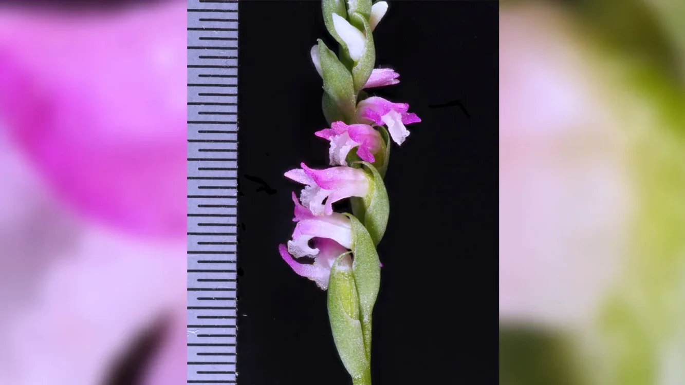 Petalele au lungimea de aproximativ 3-4 mm FOTO CNN/ Masayuki Ishibashi