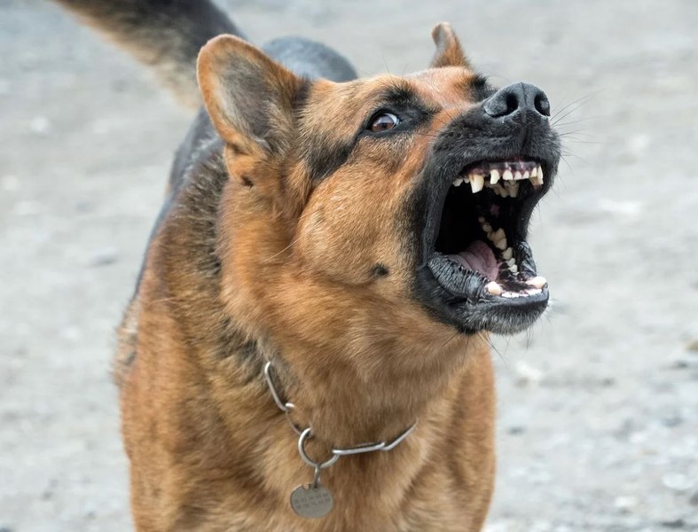 Bătrână mutilată de propriul câine. Animalul a atacat-o în timp ce stăpâna îi dădea de mâncare