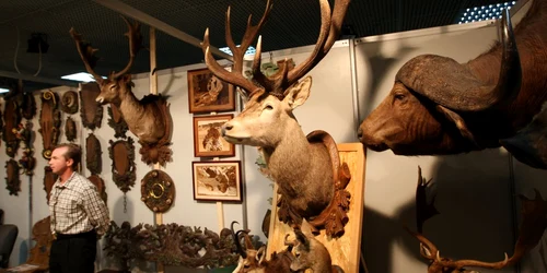 La Transilvania Hunting & Fishing vor fi expuse şi trofee ale vânătorilor (foto adevarul)