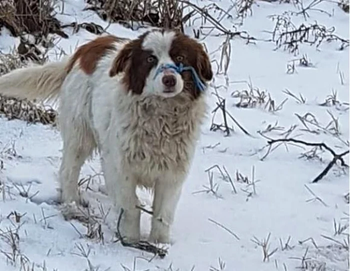 Câine legat la bot FOTO Silvia Avrămescu