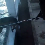 animale maltratate la adapostul suraia foto facebook Dreptate pentru Animale png