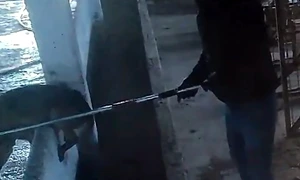 animale maltratate la adapostul suraia foto facebook Dreptate pentru Animale png