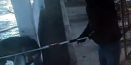 animale maltratate la adapostul suraia foto facebook Dreptate pentru Animale png