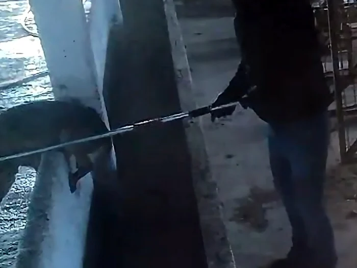 Animale maltratate la adăpostul din Suraia/FOTO: Facebook/Dreptate pentru Animale