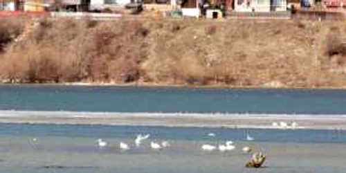 Lebedele de pe lacul Pângăraţi mai pot fi admirate de nemţeni câteva zile