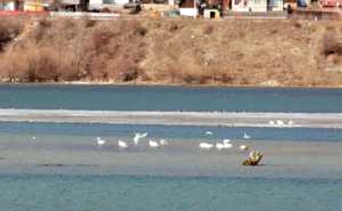 Lebedele de pe lacul Pângăraţi mai pot fi admirate de nemţeni câteva zile