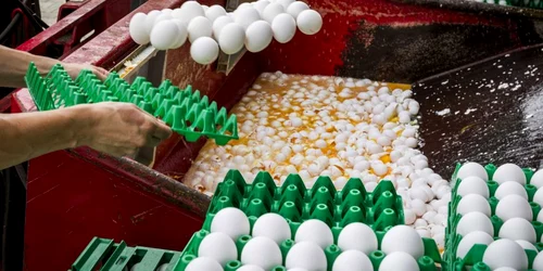 Sute de ouă sunt distruse la o fermă de pui din Onstwedde Olanda. FOTO EPA