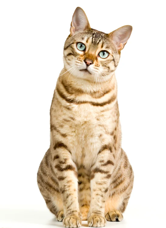 4 pisica shutterstock 70533907 jpg jpeg
