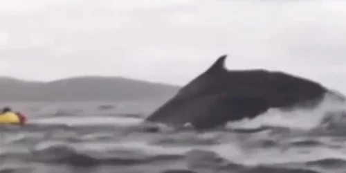 balena jpg