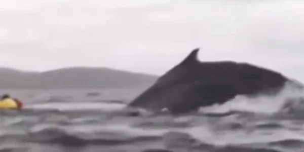 balena jpg