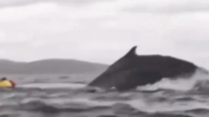 Balena urmărindu-l pe canoist FOTO Captură video