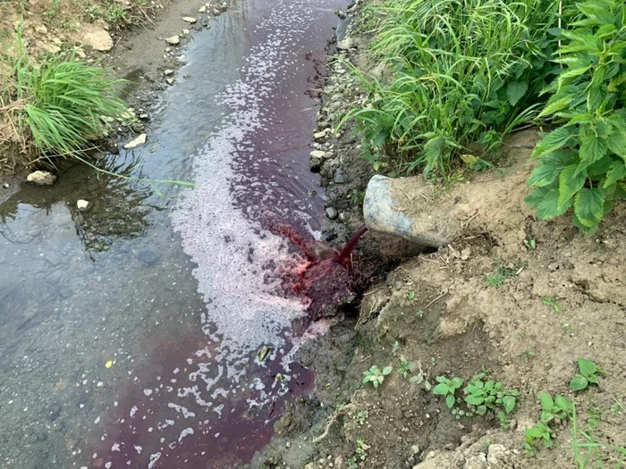 Sute de litri de sânge au curs dintr-un canal provenind de la un abator FOTO: Facebook/ Catalin Andrei