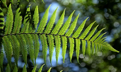 1 75895 original jpg jpeg