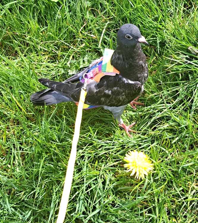 Porumbelul Bobbi în lesă