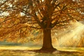 tree 4637270 1280 jpg