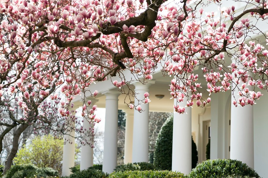 O magnolie istorică de la Casa Albă va fi tăiată. Trump: Va fi înlocuită cu „un alt copac foarte frumos”