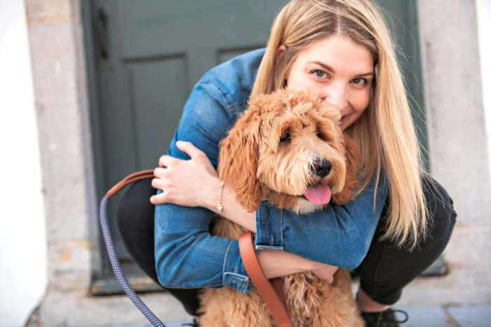 labradoodle FOTO Shutterstock