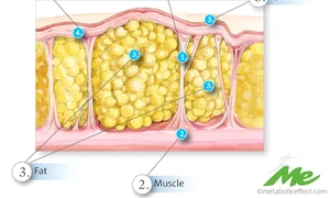 1  Benzi fibroase; 2  Muşchi; 3  Grăsime; 4  Dermă; 5  Epidermă png