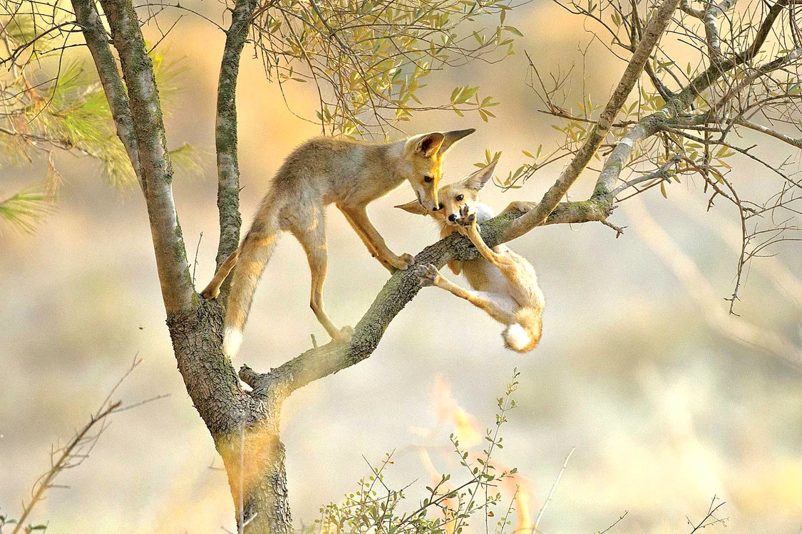 
    Foto: Photoland/Caters  