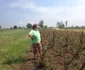 Grindina a distrus grădiinile şi terenurile agricole în comuna doljeană Galicea Mare