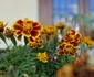 Gara municipiului Brad și anexele sale Foto Daniel Guță ADEVĂRUL (11) jpg