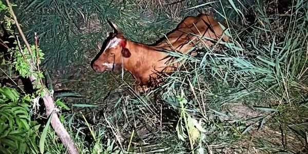 bovine