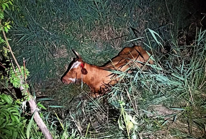 Bovina a fost salvată de pompieri