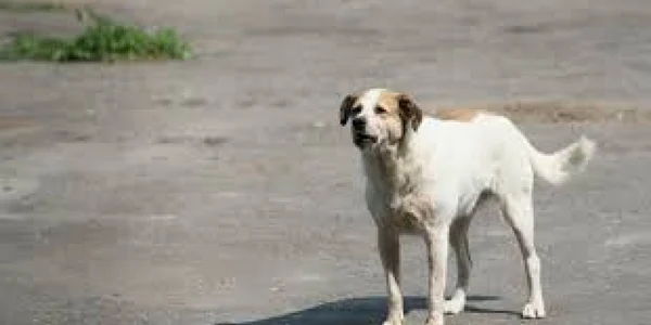 caine