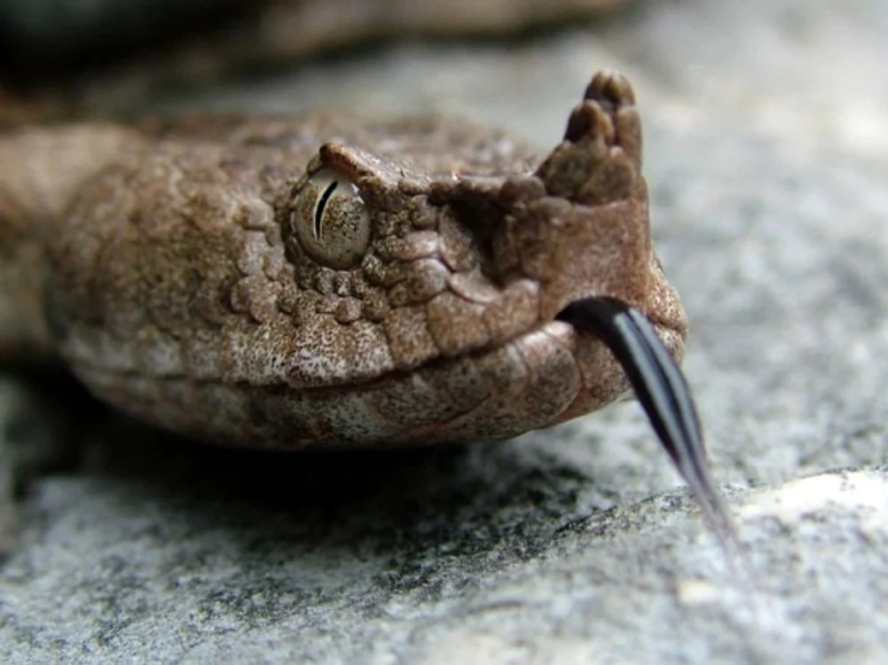 Vipera cu corn. Foto: Alexandru Cornel
