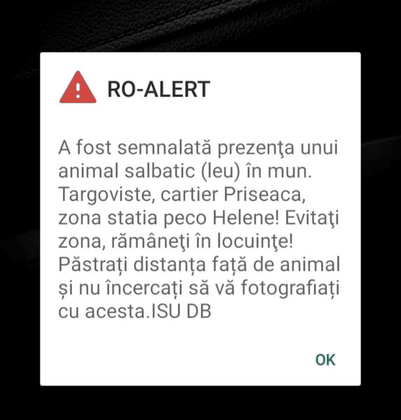 Un struț a încurcat traficul rutier în Găești. Ce s-a întâmplat cu pasărea exotică