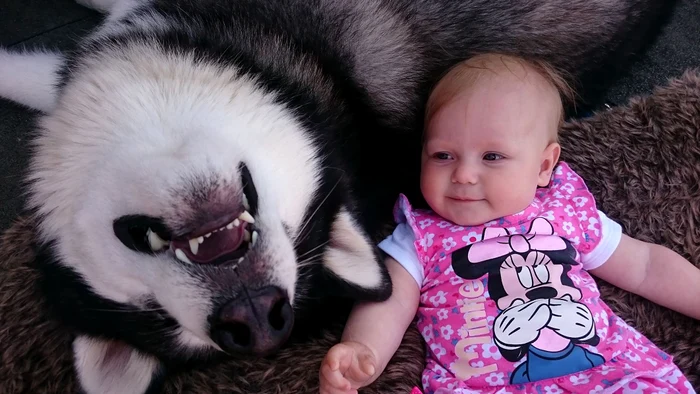 Un husky și un bebeluș sunt nedespărțițifoto photoland/caters