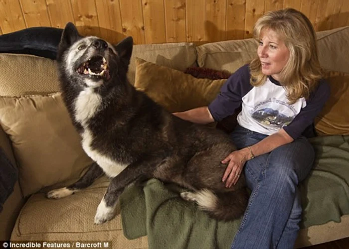 Paul Pondella şi Colette Duvall se înţeleg de minune cu lupii lor