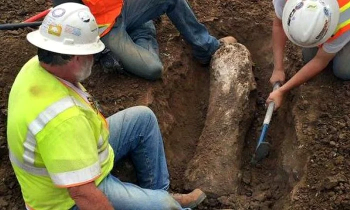 Fosile datând din Epoca de Gheață au fost descoperite în California jpeg