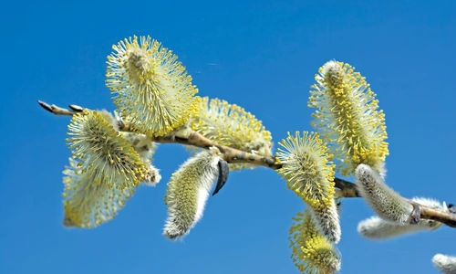 1 47173 original jpg jpeg