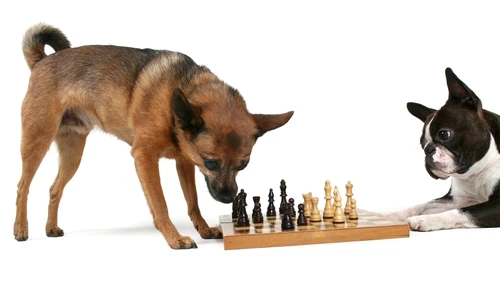 căţel singur acasă jpeg