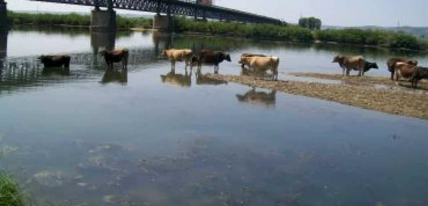 Râmnicu Vâlcea: Văcarul la pescuit, văcile la… bălăcit