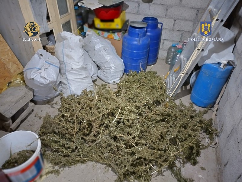Peste 20 kilograme de canabis au fost descoperite în locuința unei persoane din Buzău. Plantele erau depozitate în saci
