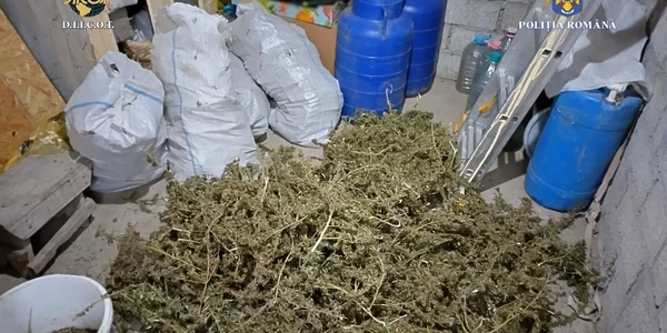 Zeci de kg de canabis Foto DIICOT   Politia Romana jfif