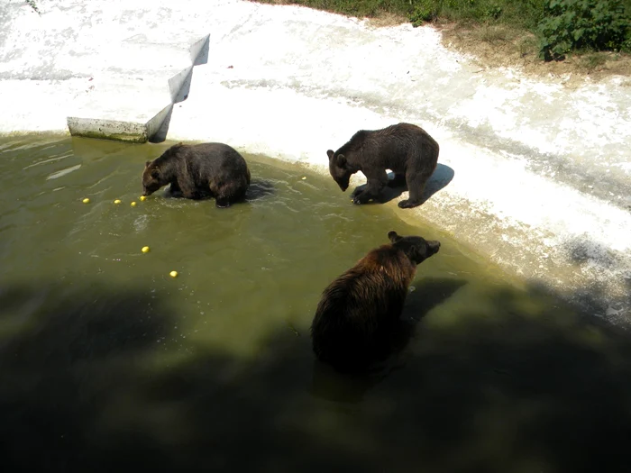 Coco trăia, alături de doi urşi carpatini, în adăpostul de peste 2.000 de metri pătraţi de la Zoo Bucov. FOTO arhivă Adevărul Ploieşti