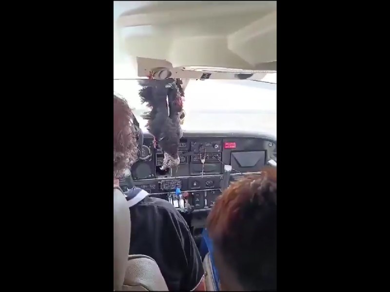 Momentul în care un vultur a produs un șoc la bordul unui avion după ce a trecut prin parbriz: „A fost un miracol să aterizăm cu asta în fața pilotului”