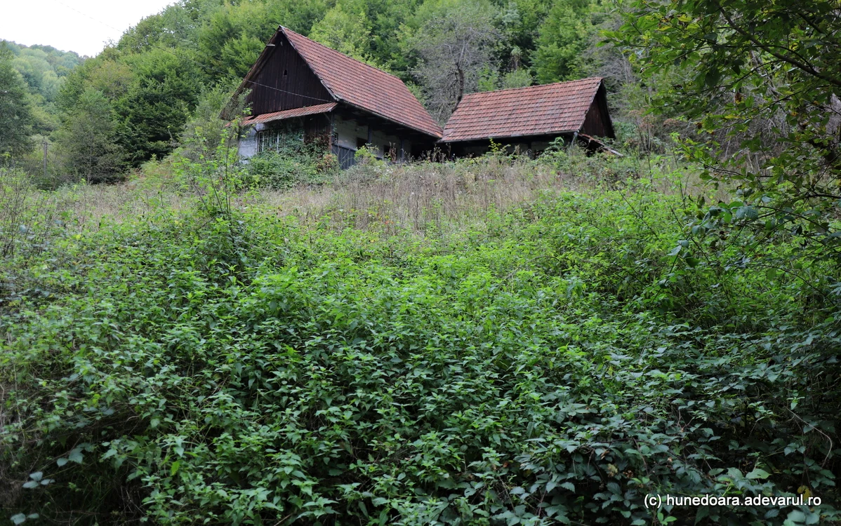 Vegetație luxuriantă în jurul unei case. Foto: Daniel Guță. ADEVĂRUL
