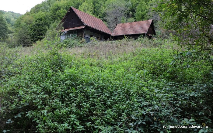 Vegetație luxuriantă în jurul unei case. Foto: Daniel Guță. ADEVĂRUL