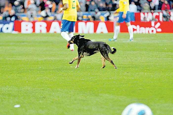 Fotbalistul a avut  nevoie de intervenţia  medicilor după ce  a fost muşcat de jder (Foto: Reuters)