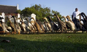 rate crama africa de sus foto RODGER BOSCH / AFP