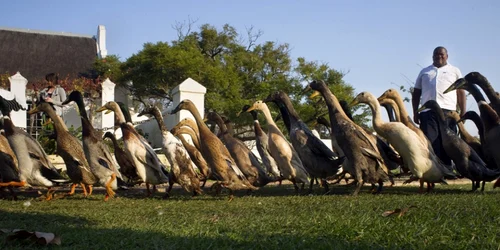 rate crama africa de sus foto RODGER BOSCH / AFP