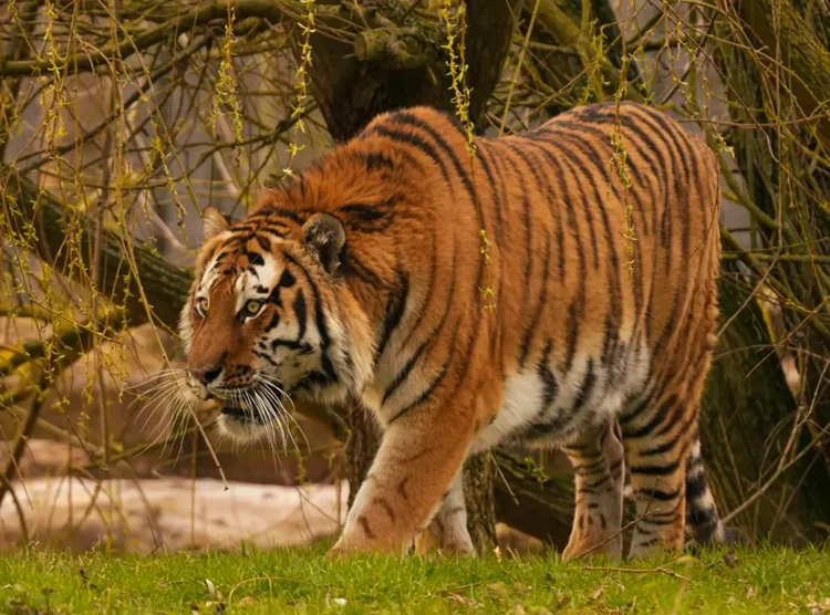 Un bărbat a fost sfâșiat de un tigru într-un parc zoologic din Marea Britanie