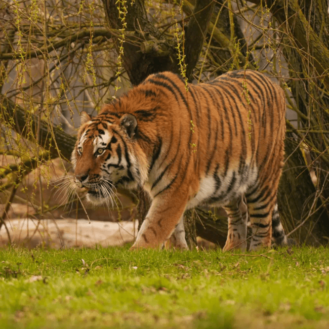 „L-a târât, se vedea foarte mult sânge”. Groază într-un parc ZOO, după ce un tigru a ucis un bărbat sub privirile vizitatorilor. Gestul făcut de victimă înainte de atac